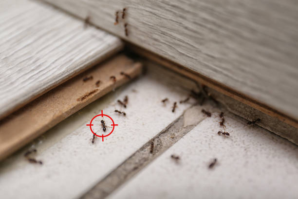 Best Commercial Pest Control Services  in Jarrell, TX
