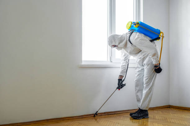 Best Wasp Removal Services  in Jarrell, TX