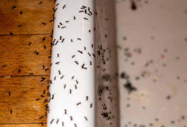 Best Exterminator Services  in Jarrell, TX