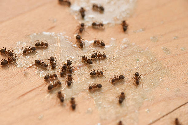 Best Pest Removal Services  in Jarrell, TX