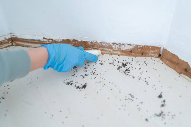 Best Pest Prevention Services  in Jarrell, TX